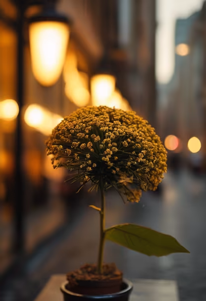 Urban Bloom