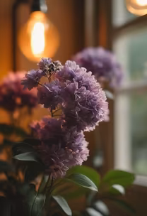 Purple Haze Purple Haze