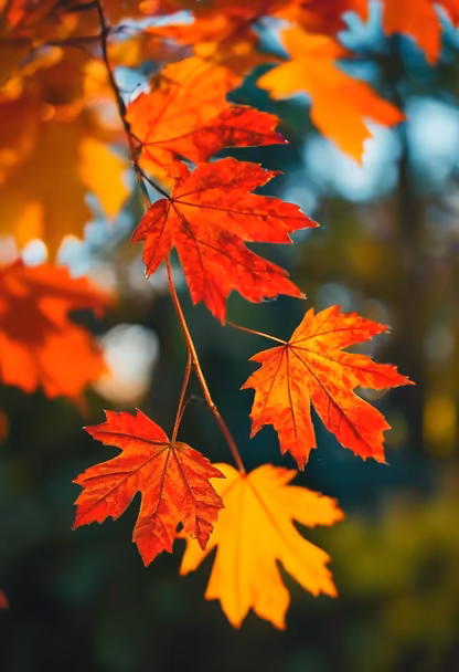 Autumn's Embrace