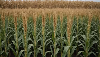 Golden Fields