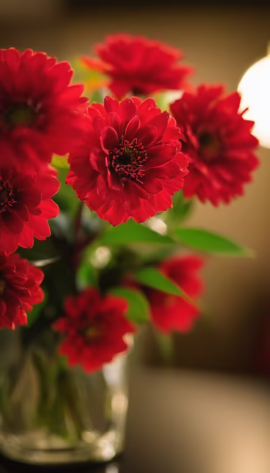 Crimson Blooms Crimson Blooms