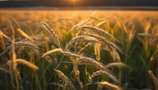 Golden Harvest
