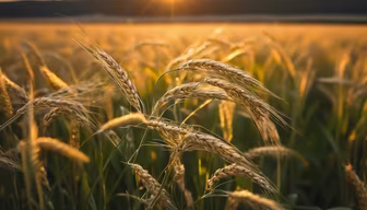 Golden Harvest Golden Harvest