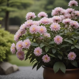 Pink Dahlias Pink Dahlias