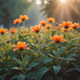Golden Hour Blooms Golden Hour Blooms