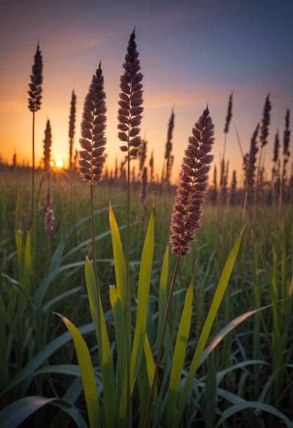 Golden Meadow Golden Meadow