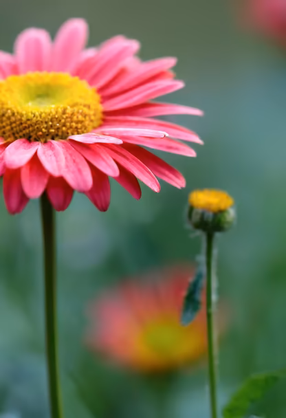 Pink Daisy Delight Pink Daisy Delight