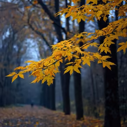 Autumn Serenity Autumn Serenity