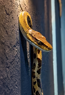 Snake on the Wall Snake on the Wall