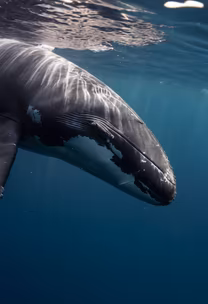 Gentle Giant