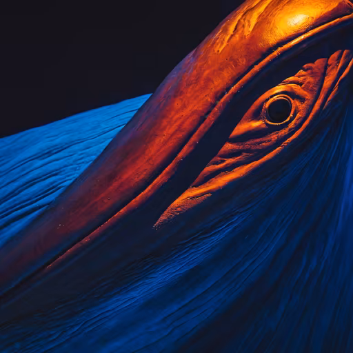 Pelican's Gaze