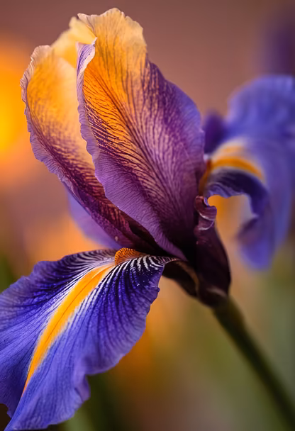 Iris in Bloom
