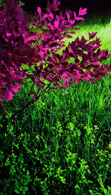 Purple Haze Purple Haze