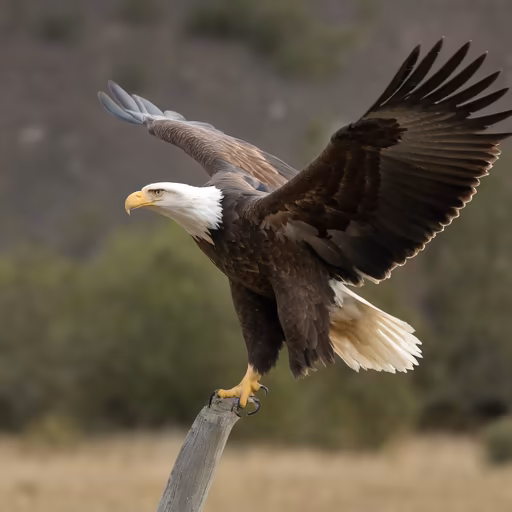 American Majesty