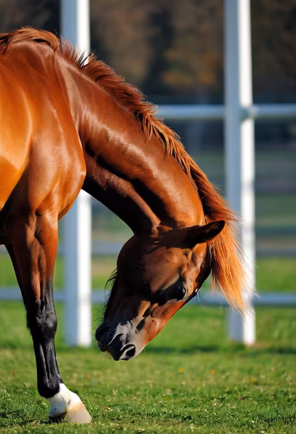 Graceful Grazing Graceful Grazing