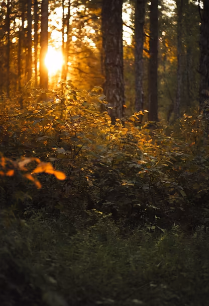 Golden Hour in the Woods Golden Hour in the Woods