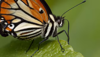 Butterfly Close-Up Butterfly Close-Up