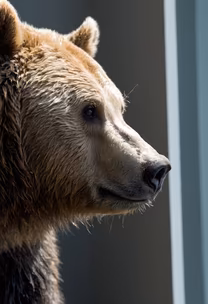 Grizzly Majesty Grizzly Majesty