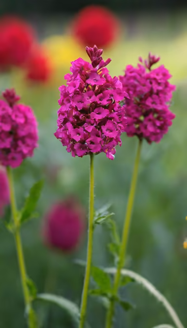 Magenta Blooms Magenta Blooms