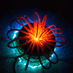 Glowing Anemone Glowing Anemone