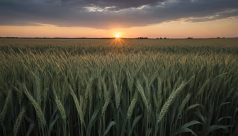 Golden Field Golden Field