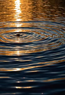 Golden Ripples Golden Ripples