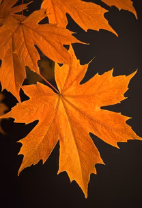 Autumn's Embrace Autumn's Embrace