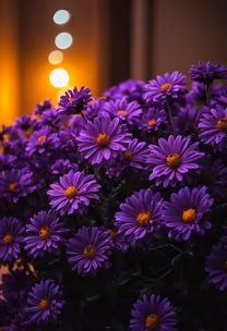Purple Haze Purple Haze