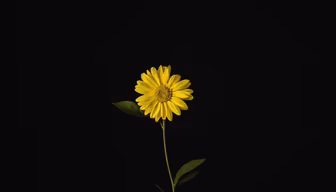 Golden Bloom Golden Bloom