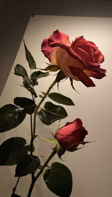 Rose Elegance Rose Elegance