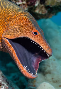 Moray Eel Moray Eel