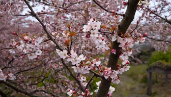 Spring Awakening