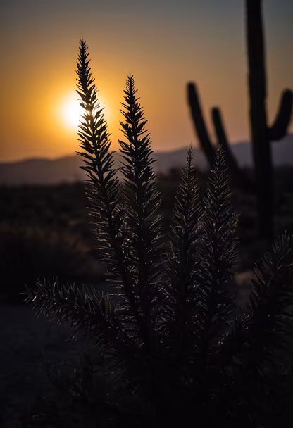 Desert Sunset Desert Sunset