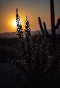 Desert Sunset Desert Sunset