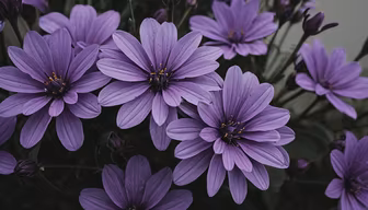Purple Daisies Purple Daisies