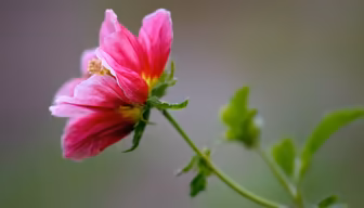 Pink Blossom Pink Blossom