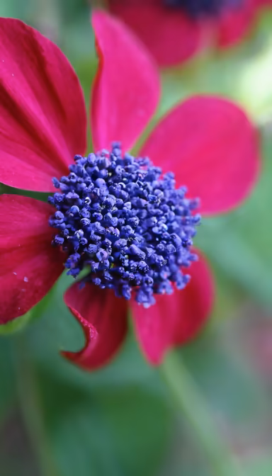 Crimson Bloom Crimson Bloom