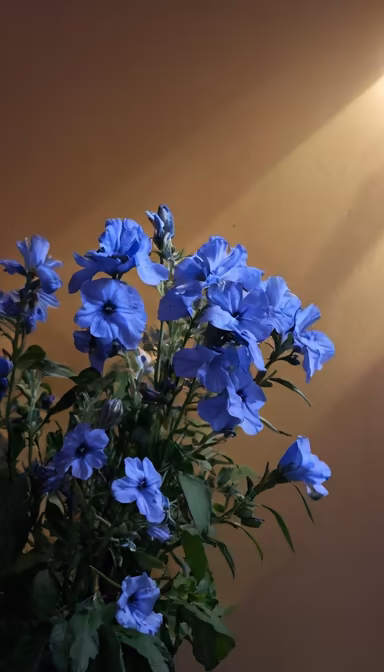 Blue Hues Blue Hues