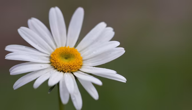 Daisy Delight