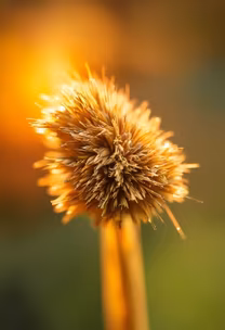 Golden Bloom Golden Bloom