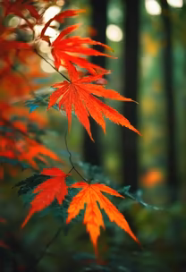 Autumn's Embrace Autumn's Embrace