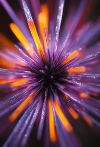 Floral Burst Floral Burst