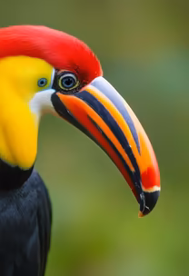 Colorful Beak Colorful Beak