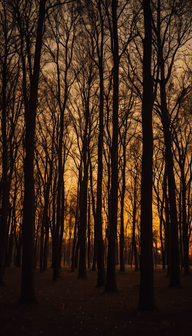 Forest's Embrace Forest's Embrace