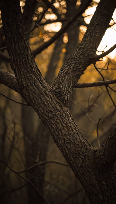 Autumnal Embrace Autumnal Embrace