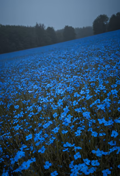 Blue Dreamscape Blue Dreamscape