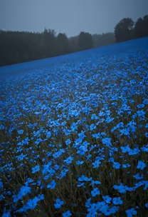 Blue Dreamscape Blue Dreamscape