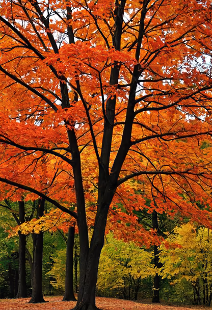 Autumn's Embrace