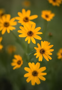 Golden Blooms Golden Blooms