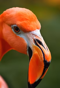 Flamingo Close-Up Flamingo Close-Up